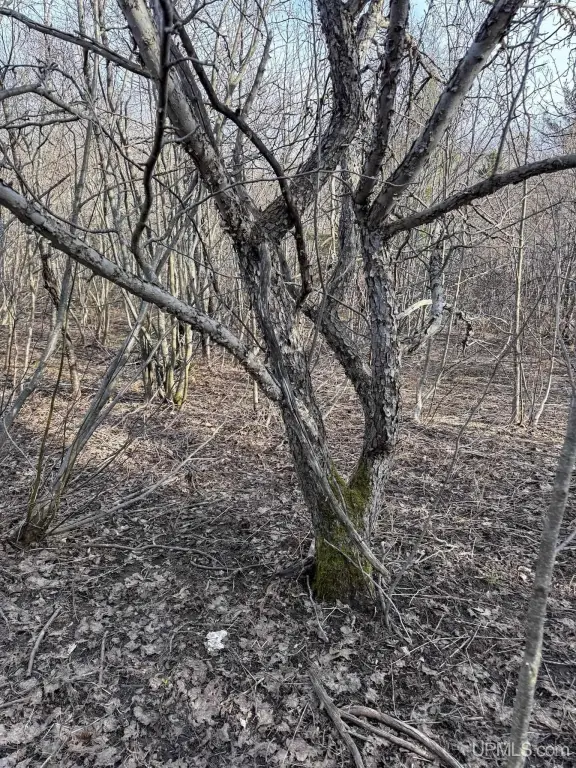 Picture 17