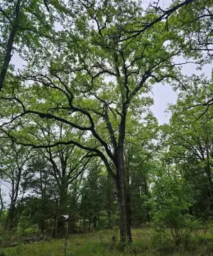 5+ Acres of Country Land