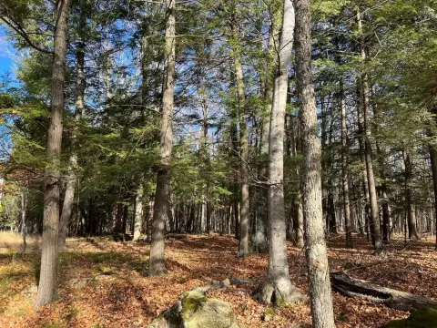 Wooded Lot For Residential Development