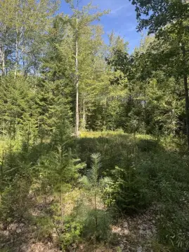 Wooded Property in Harrington, Maine