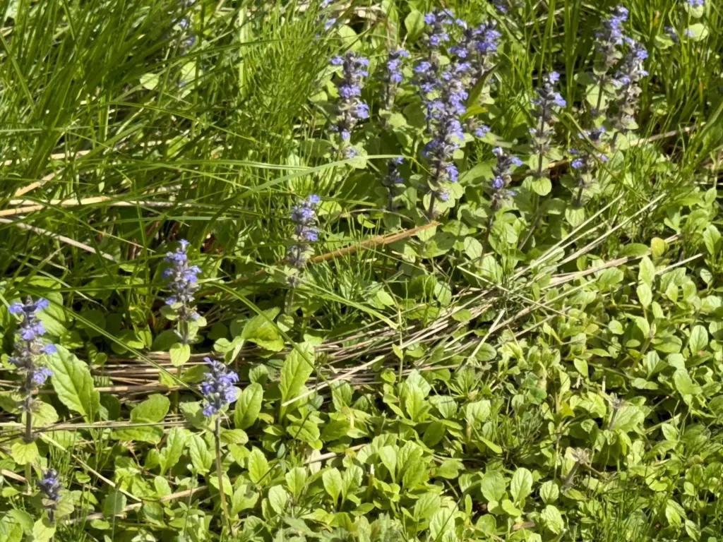 Picture 25