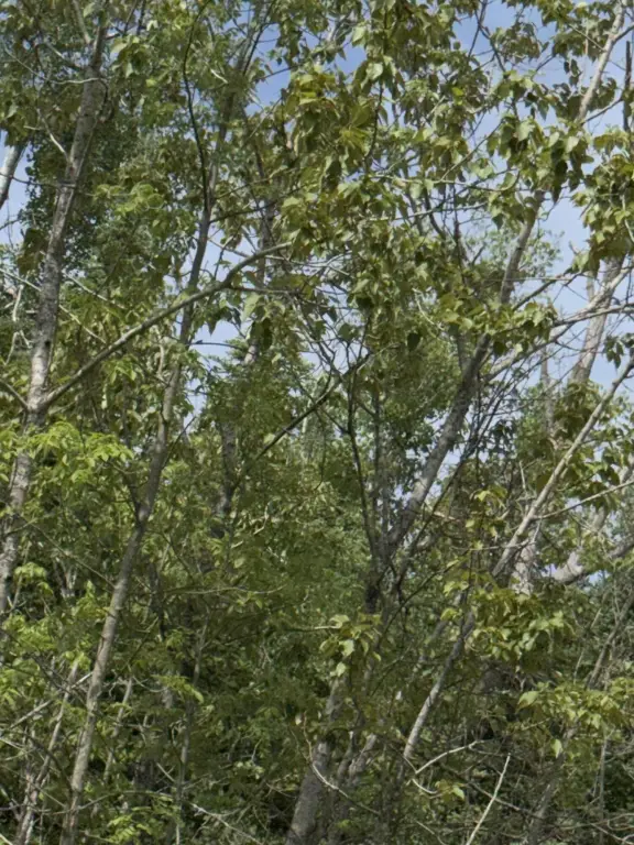 Picture 29