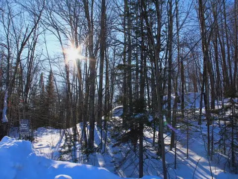 Wooded Corner Home Lot