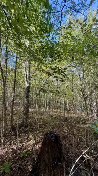 Wooded Lot Near State Parks