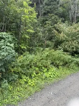 Recreational Land with Road Frontage