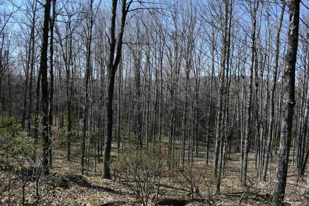 Picture 25
