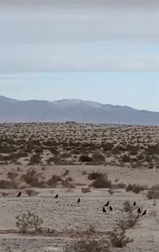 5-Acre Parcel Near Joshua Tree