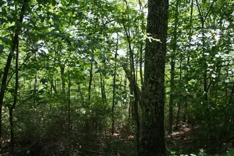 Wooded Land Parcel For Sale