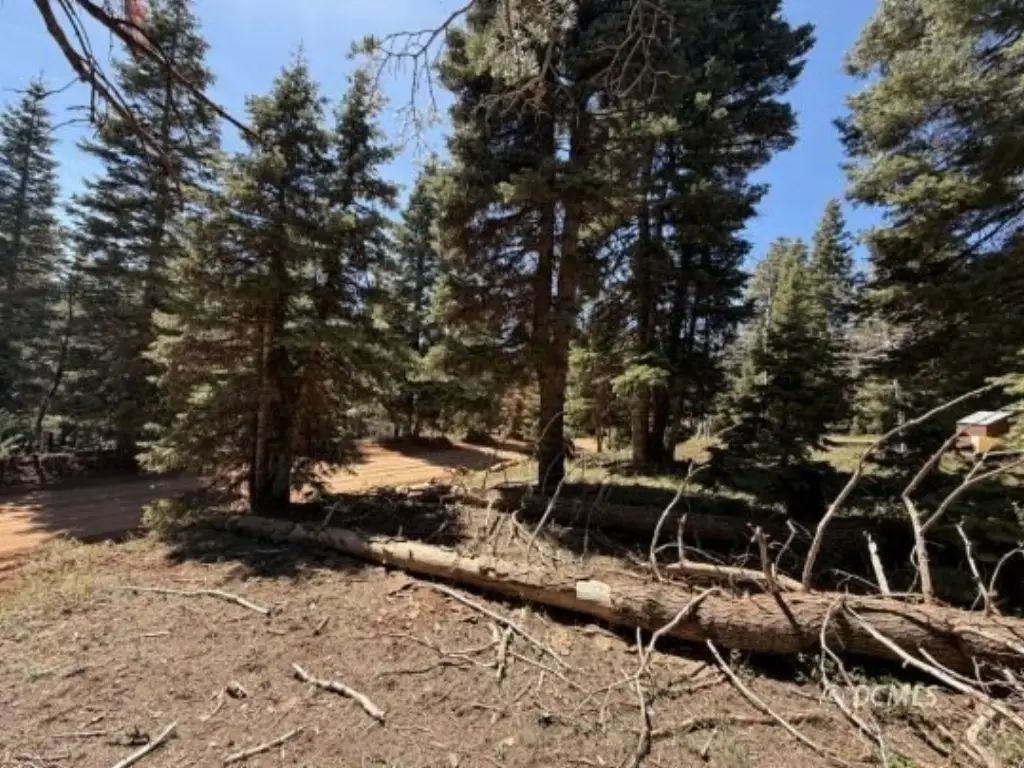 Picture 8