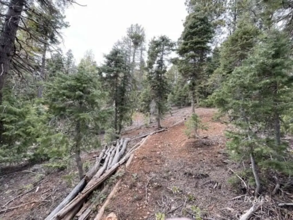 Picture 8