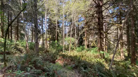 Humboldt Hill Wooded Lot