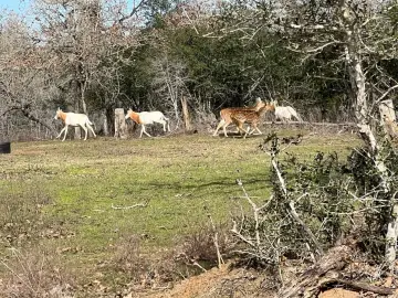High-Fenced Ranch with Airstrip