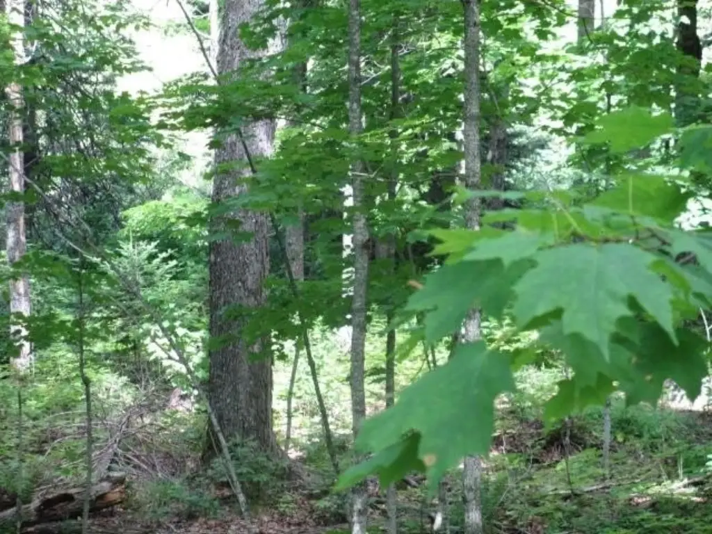 Picture 4