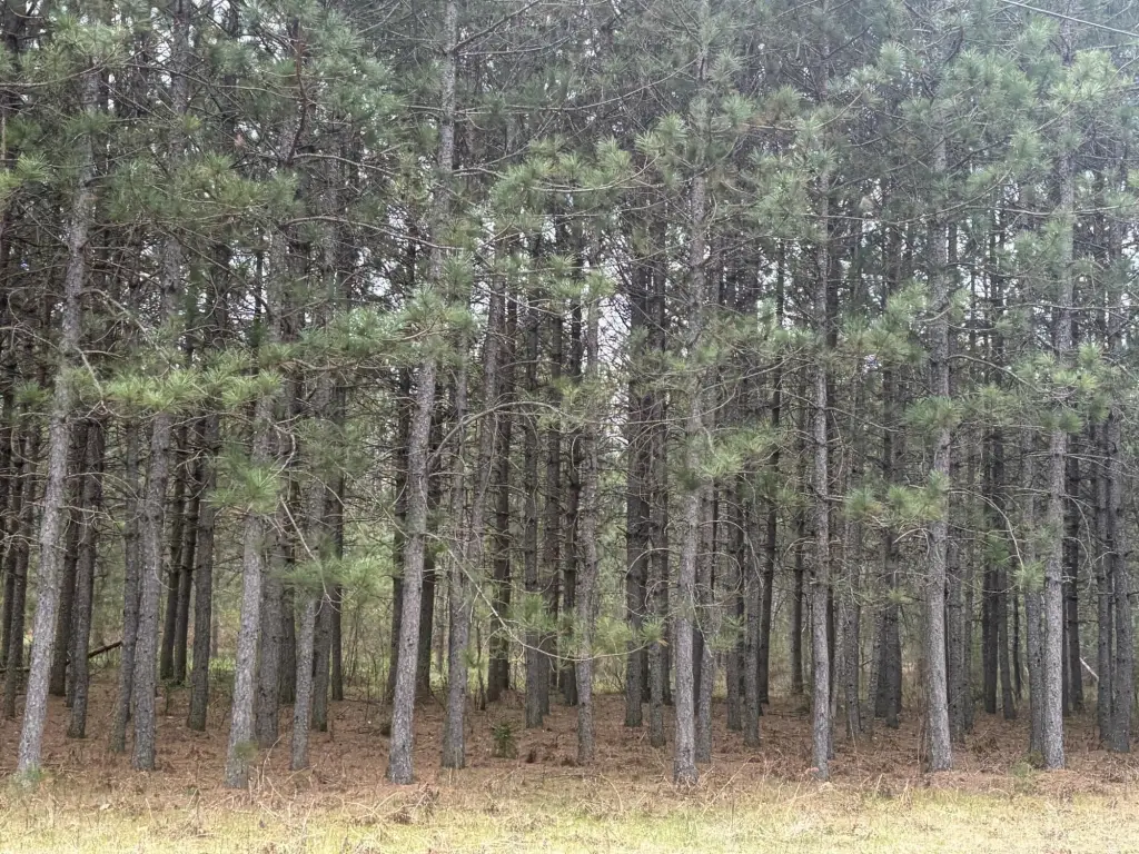 Picture 5
