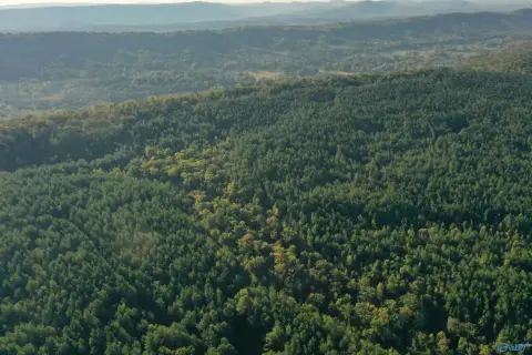 Hunting Land with Pine Timber