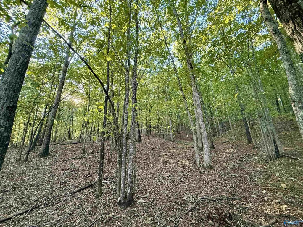 Picture 27