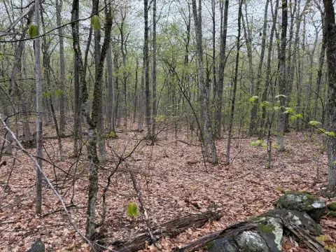 Wooded Residential Land Lot