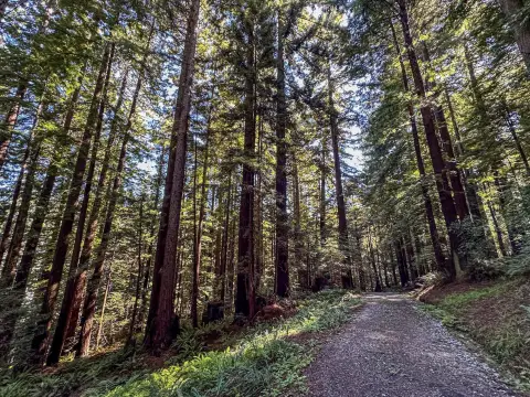 20-Acre Redwood Tree Farm