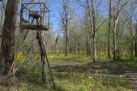 15 Acres Hunting Land in Louisiana