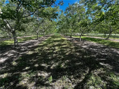 5-Acre Walnut Orchard Parcel