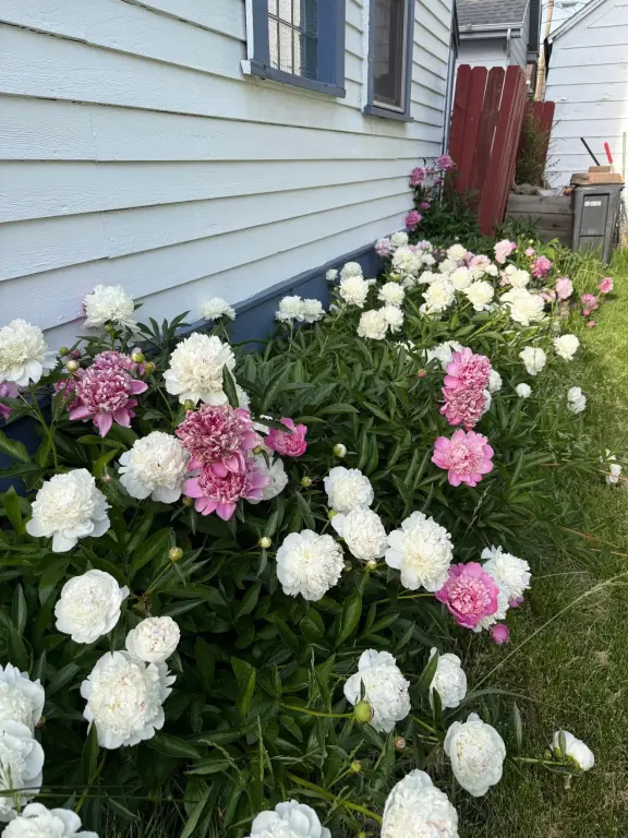 Picture 38