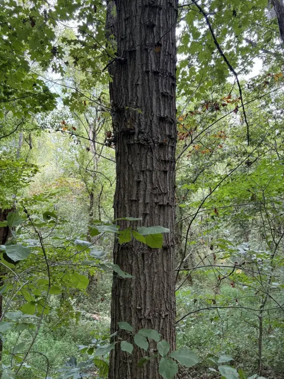 Picture 46