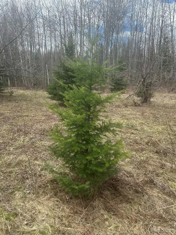 Picture 15