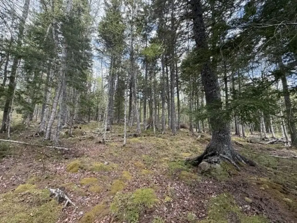 Picture 21