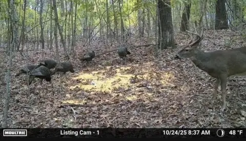 Ozark Acreage with Marketable Timber