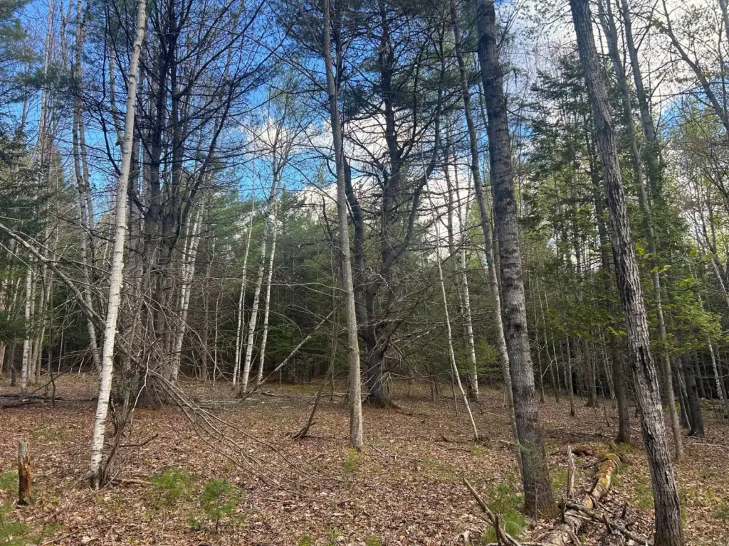 Picture 5