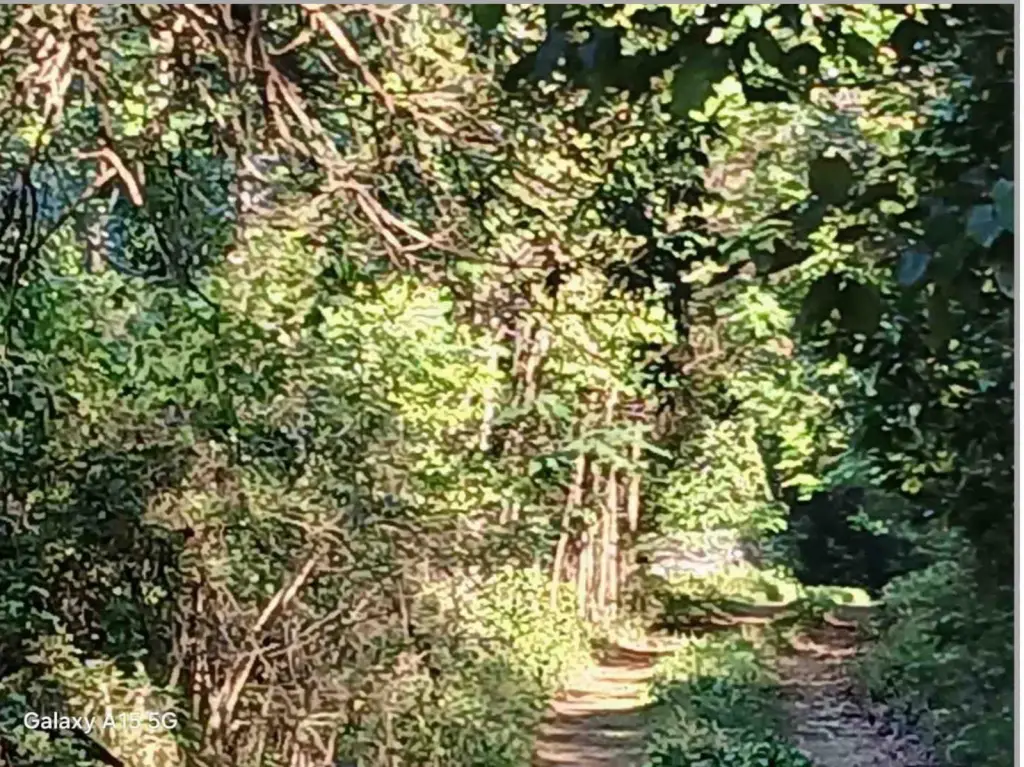 Picture 5