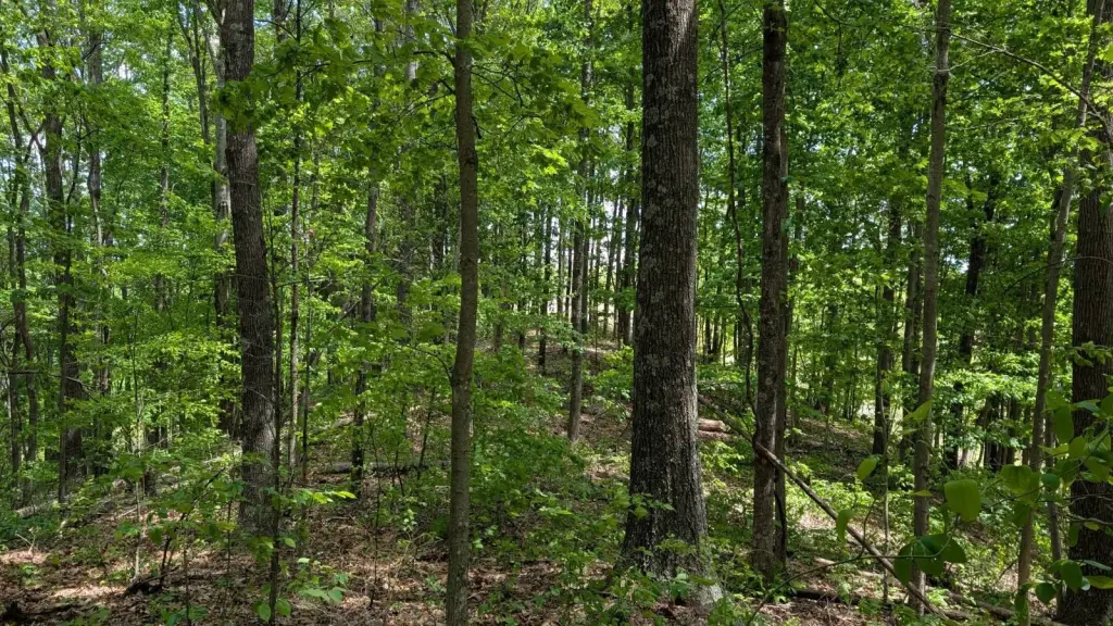 Picture 45