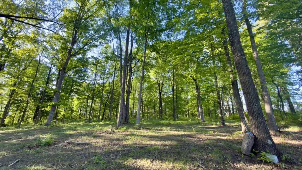Picture 12