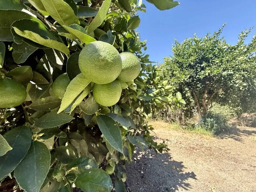 Picture 21