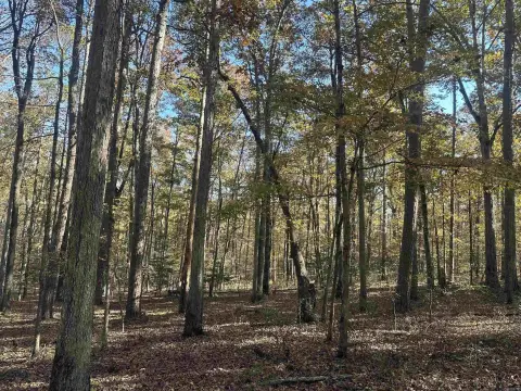 40 Acres of Timberland