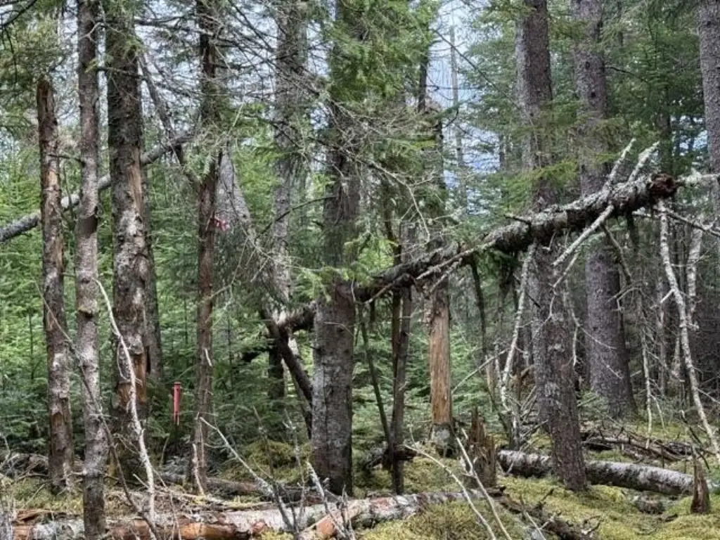 Picture 4