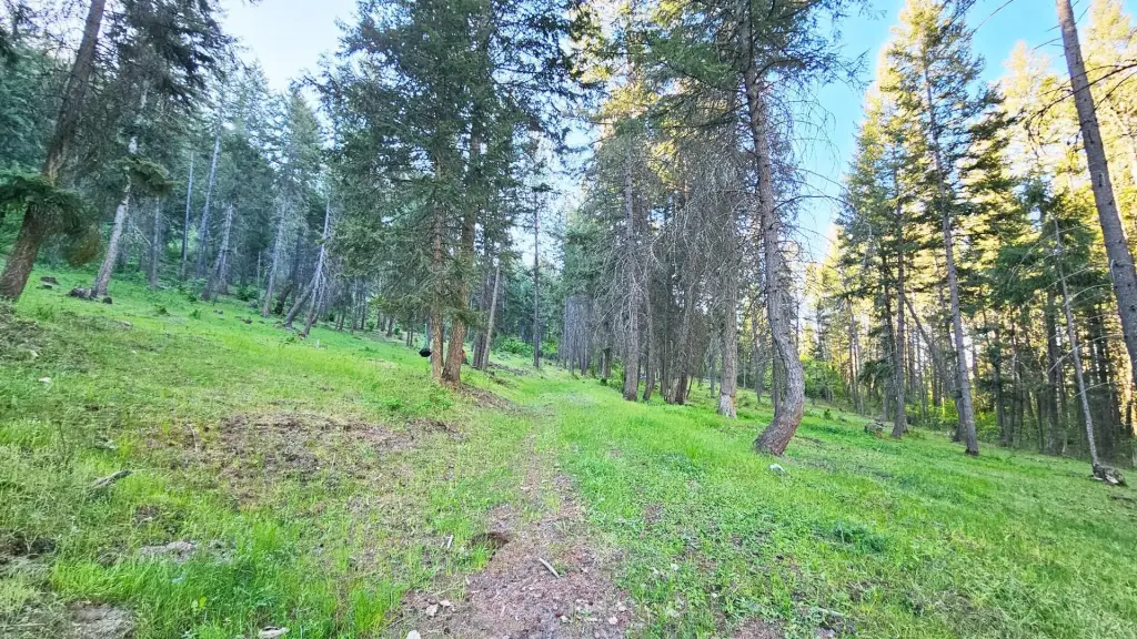 Picture 5