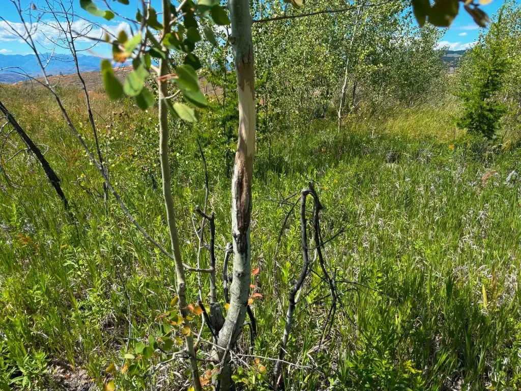 Picture 22