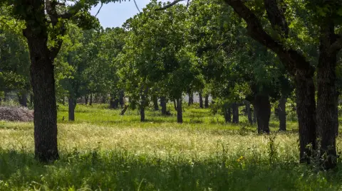 Hunting Land with Pasture and Trees