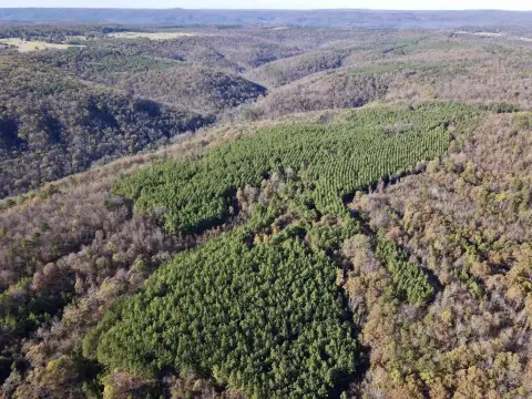 Expansive Acreage in Clinton, Arkansas