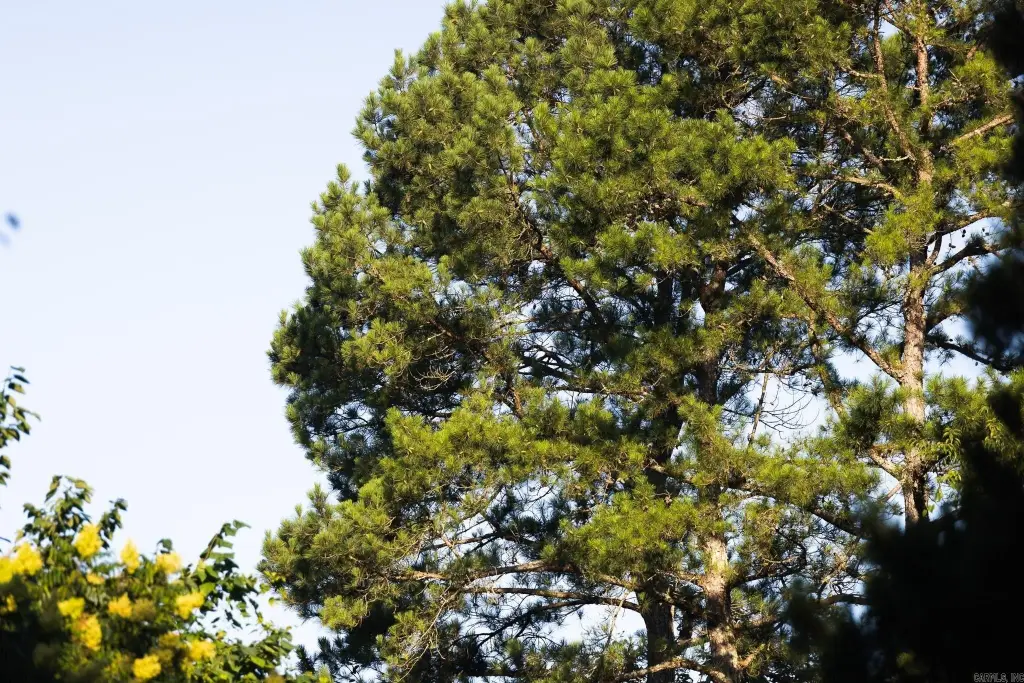 Picture 48
