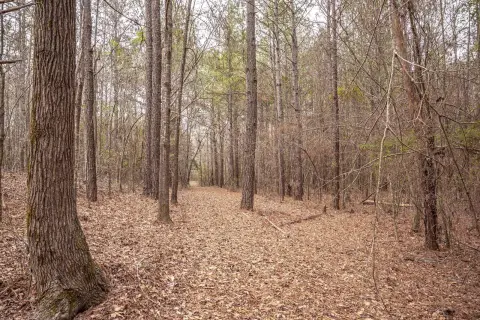 Carthage, MS Hunting and Timber Tract