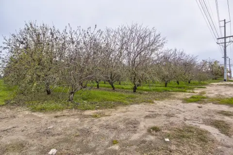 Almond Orchard in Earlimart, CA