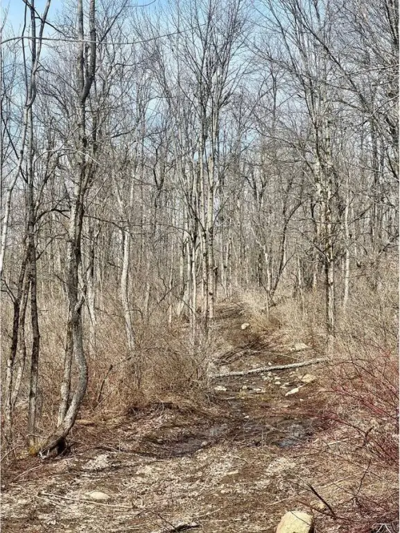 Picture 5
