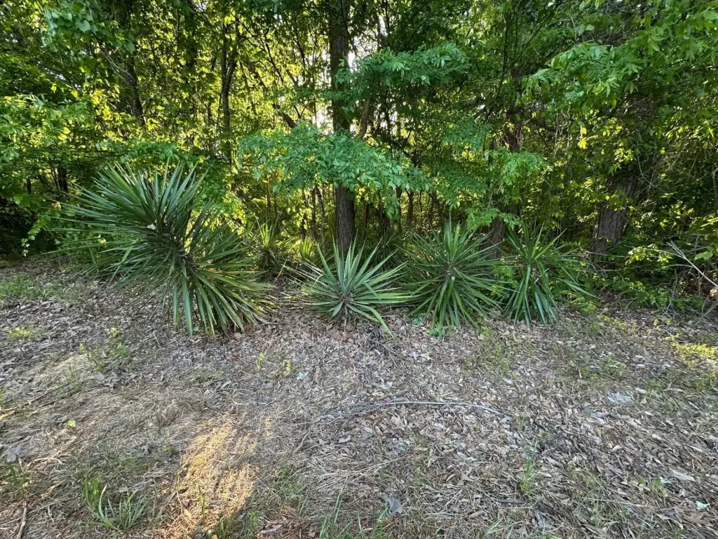 Picture 5