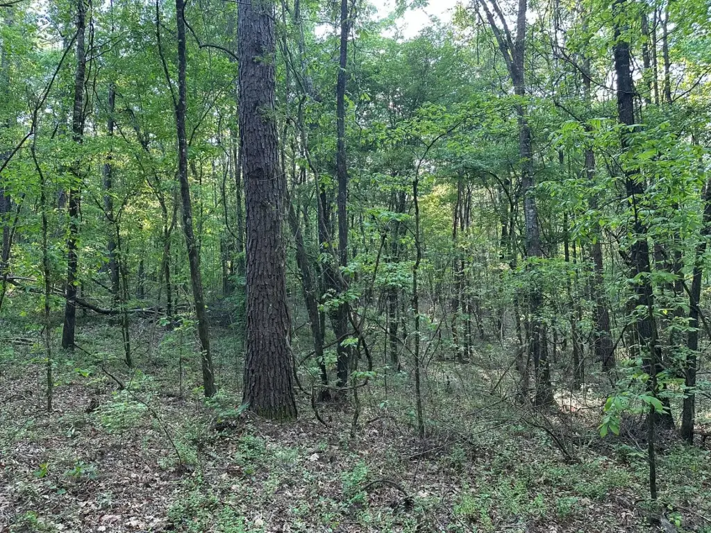 Picture 25