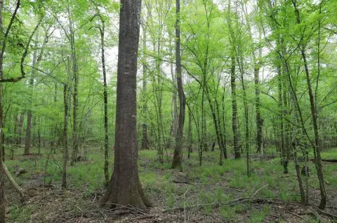 Mature Hardwood Hunting Land