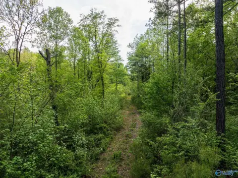 Horton, AL Acreage For Sale