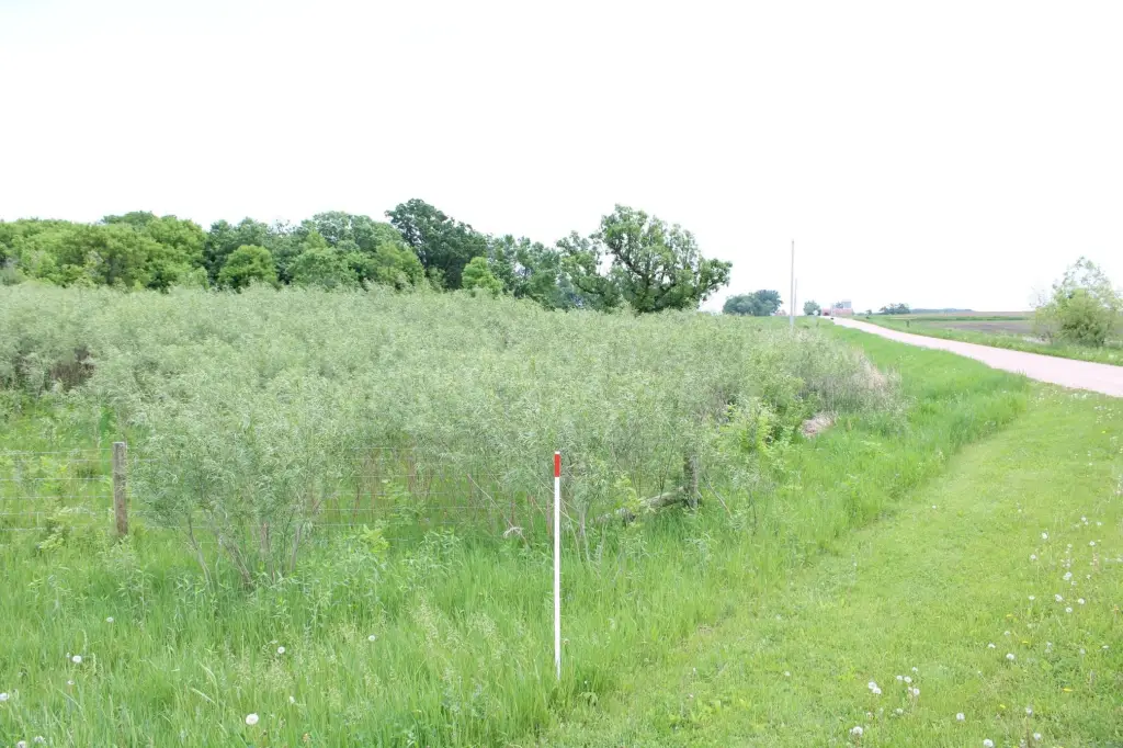 Picture 45