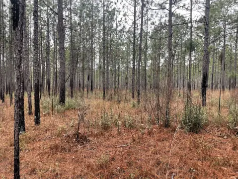 60 Acres in Perdido, AL